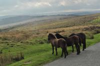 Dartmoor &ndash; &copy; Martin Büchner (Eberhardt TRAVEL)