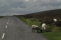 Dartmoor &ndash; &copy; Martin Büchner (Eberhardt TRAVEL)