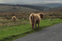 Dartmoor &ndash; &copy; Martin Büchner (Eberhardt TRAVEL)