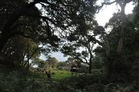 Rame Halbinsel - Mount Edgcumbe &ndash; &copy; Martin Büchner (Eberhardt TRAVEL)