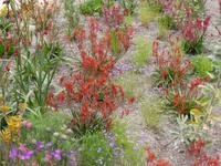 Eden Project - Australien  &ndash; &copy; Claudia Bernhardt (Eberhardt TRAVEL)