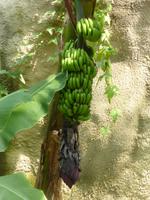 Eden Project - Banane &ndash; &copy; Claudia Bernhardt (Eberhardt TRAVEL)