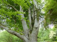 Knightshayes Court  &ndash; &copy; Claudia Bernhardt (Eberhardt TRAVEL)