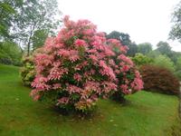 Lanhydrock  &ndash; &copy; Claudia Bernhardt (Eberhardt TRAVEL)