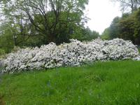 Lanhydrock  &ndash; &copy; Claudia Bernhardt (Eberhardt TRAVEL)