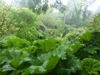 The Lost Gardens of Heligan - Gunnera - Mammutblatt &ndash; &copy; Claudia Bernhardt (Eberhardt TRAVEL)