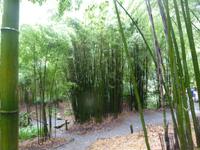 Trebah Garden  &ndash; &copy; Claudia Bernhardt (Eberhardt TRAVEL)
