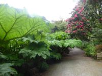 Trebah Garden Gunnera Mammutblatt &ndash; &copy; Claudia Bernhardt (Eberhardt TRAVEL)