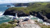 Blick vom Tintagel Castle 