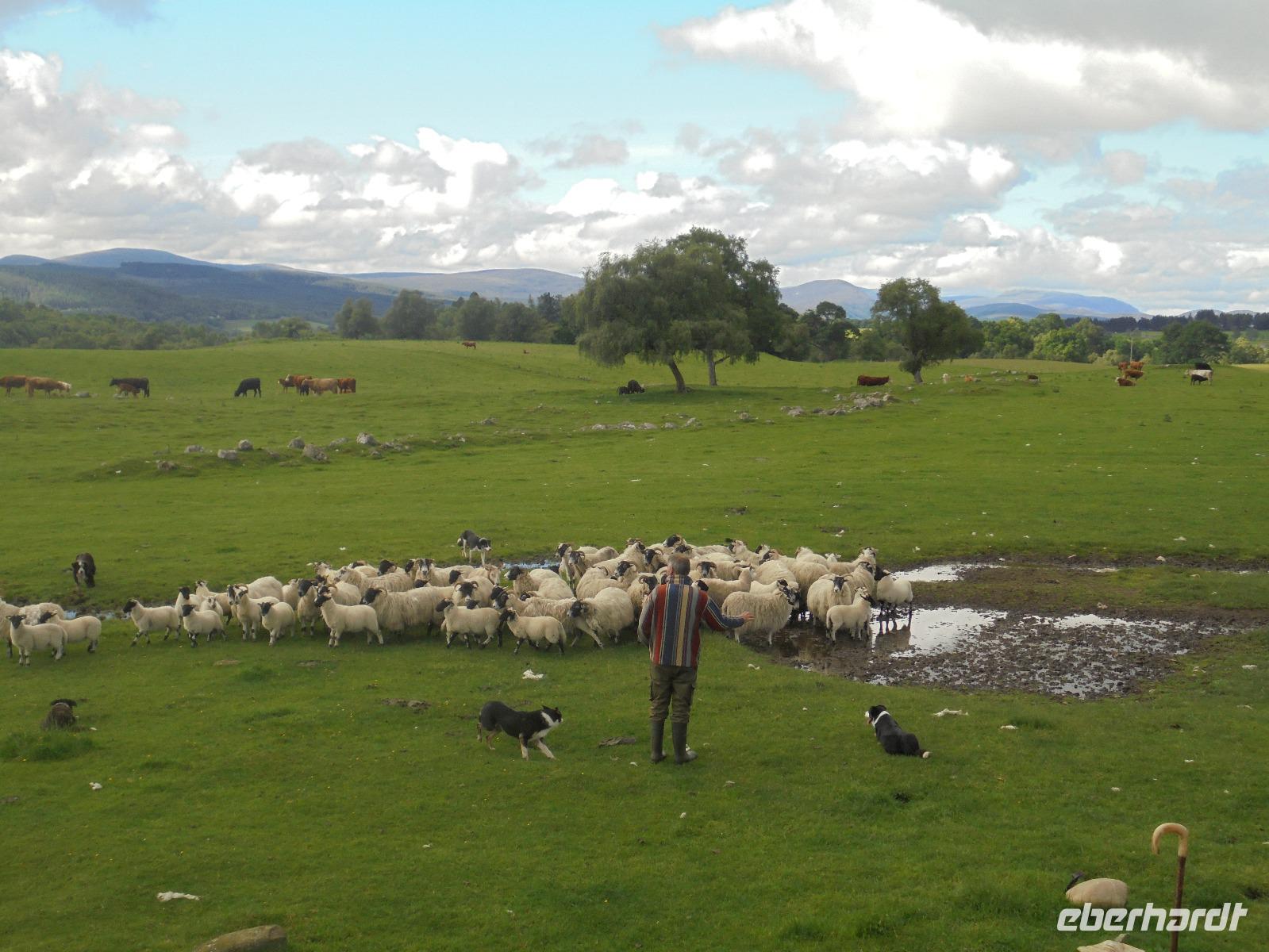 Kincraig Schaffarm &ndash; &copy; Michael Krause (Eberhardt TRAVEL)