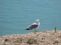 Beachy Head &ndash; &copy; Constanze Hölig (Eberhardt TRAVEL)