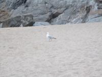 Newquay &ndash; &copy; Constanze Hölig (Eberhardt TRAVEL)