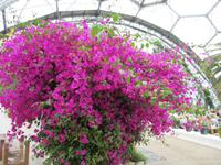 Eden Project &ndash; &copy; Constanze Hölig (Eberhardt TRAVEL)