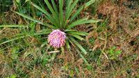 Proteas direkt am Weg 20170829_110855 &ndash; &copy; Marlies Thrum (Eberhardt TRAVEL)