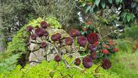 Tresco-Abbey Garden 20170829_111733 &ndash; &copy; Marlies Thrum (Eberhardt TRAVEL)