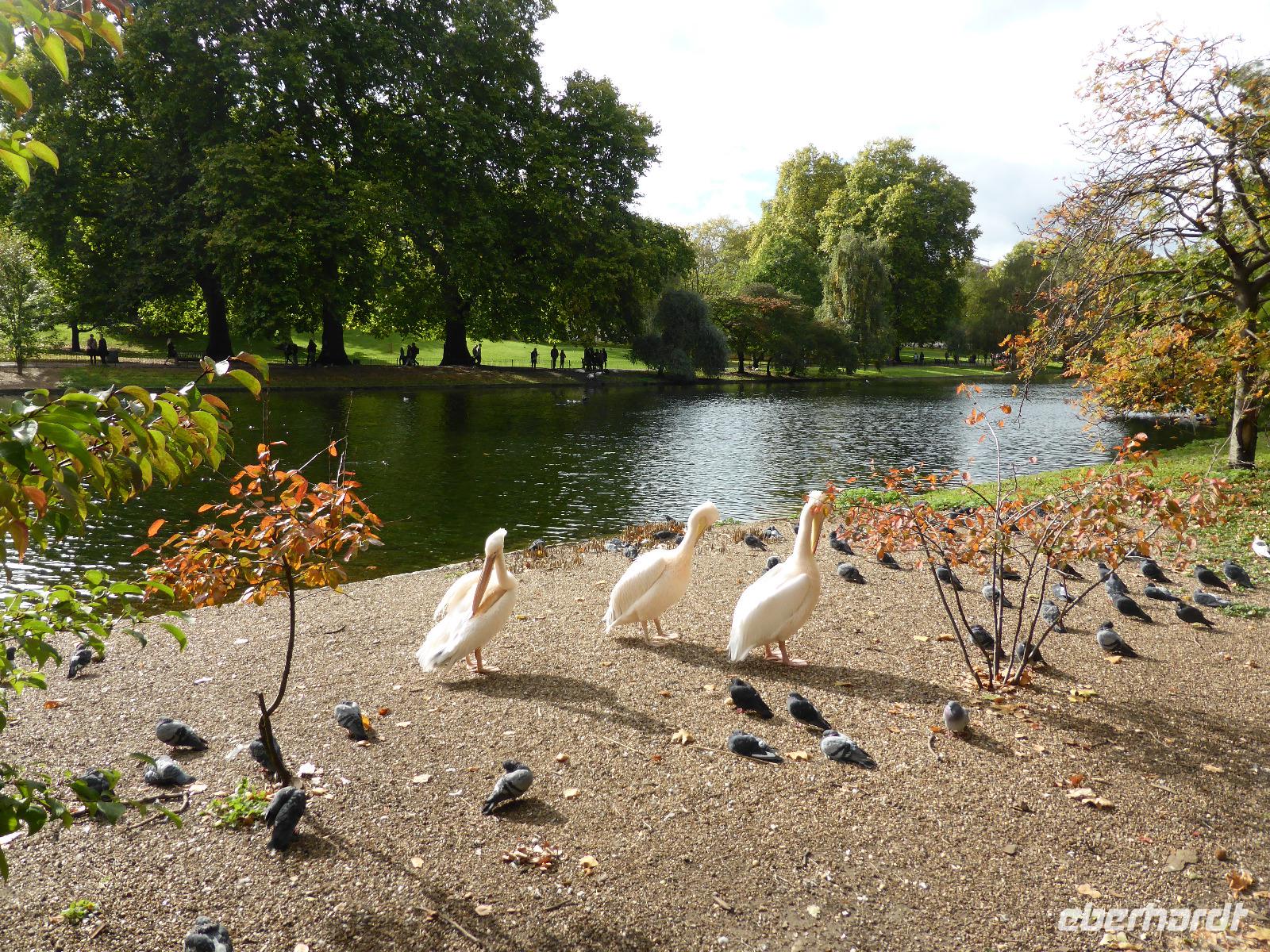St. James Park - Pelikane &ndash; &copy; Claudia Bernhardt (Eberhardt TRAVEL)