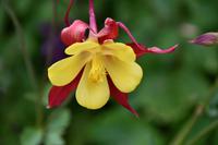 0670 Botanischer Garten von Wales &ndash; &copy; Konrad Füssel (Eberhardt TRAVEL)