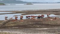 Rinder am Wege &ndash; &copy; Stefan Jahnke (Eberhardt TRAVEL)