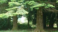 Ausländische Baumarten am Inveraray Castle &ndash; &copy; Stefan Jahnke (Eberhardt TRAVEL)