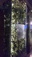 Hopfen im Guinness Storehouse Dublin &ndash; &copy; Stefan Jahnke (Eberhardt TRAVEL)