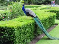 Warwick Castle &ndash; &copy; Constanze Hölig (Eberhardt TRAVEL)