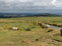 im Dartmoor &ndash; &copy; Uta Schöne (Eberhardt TRAVEL)