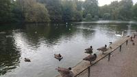 Im St. James Park &ndash; &copy; Stefan Jahnke (Eberhardt TRAVEL)