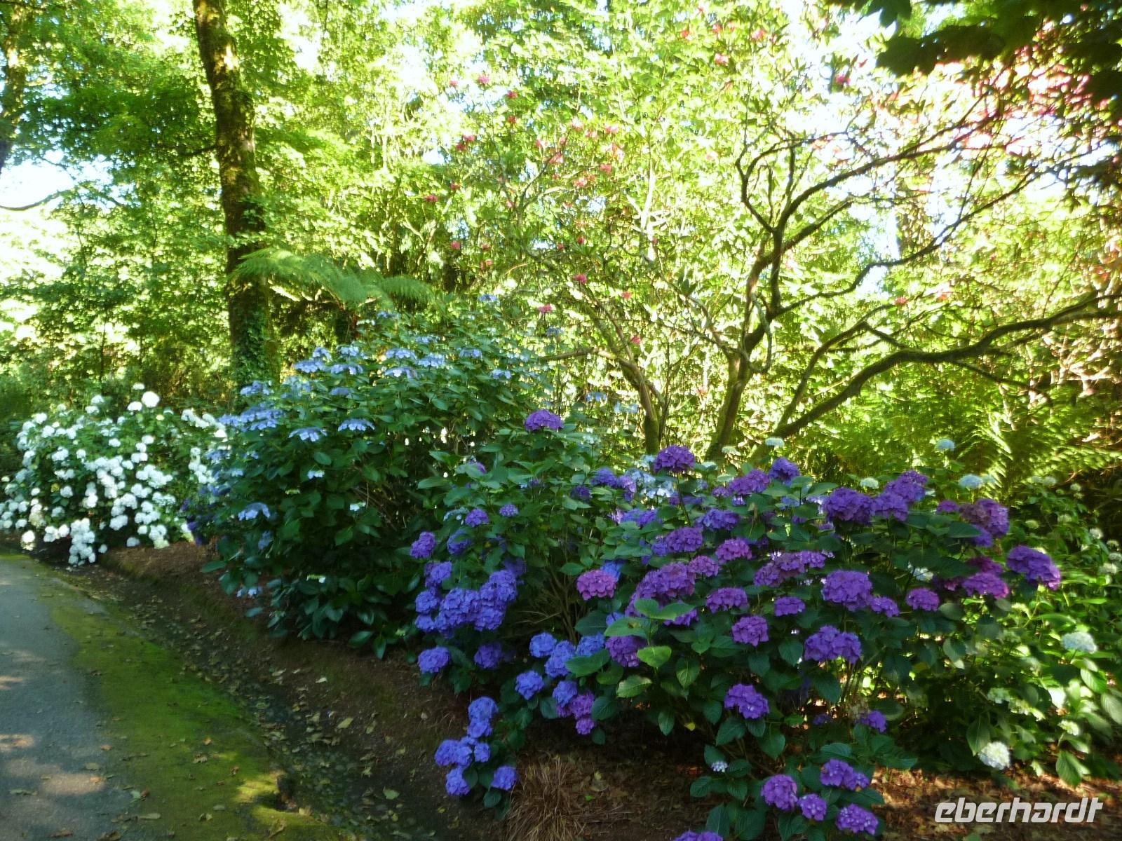 Trewainden Garden &ndash; &copy; Konrad Füssel (Eberhardt TRAVEL)