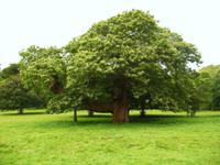 Killerton House & Garden &ndash; &copy; Konrad Füssel (Eberhardt TRAVEL)