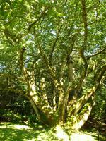 Trewainden Garden &ndash; &copy; Konrad Füssel (Eberhardt TRAVEL)