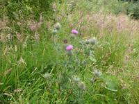 Carron Valley Forest -Distel &ndash; &copy; Peter Patzelt (Eberhardt TRAVEL)