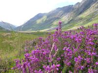 Glen Coe - Heide &ndash; &copy; Peter Patzelt (Eberhardt TRAVEL)