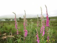 Loch Tulla &ndash; &copy; Ralf Kuchenbecker (Eberhardt TRAVEL)