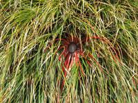 Iverewe Garden &ndash; &copy; Ralf Kuchenbecker (Eberhardt TRAVEL)