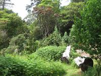 Iverewe Garden &ndash; &copy; Ralf Kuchenbecker (Eberhardt TRAVEL)