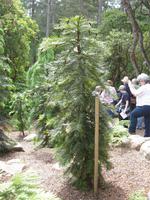 Iverewe Garden