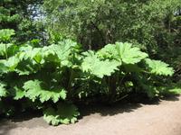 Iverewe Garden &ndash; &copy; Ralf Kuchenbecker (Eberhardt TRAVEL)