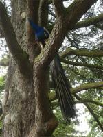 Warwick Castle Pfau &ndash; &copy; Claudia Bernhardt (Eberhardt TRAVEL)