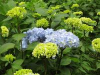 Trebah Garden &ndash; &copy; Constanze Hölig (Eberhardt TRAVEL)