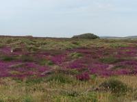die Heide blüht  &ndash; &copy; Uta Schöne (Eberhardt TRAVEL)