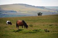 Ponnys beim Grasen &ndash; &copy; Gina Egenolf (Eberhardt TRAVEL)