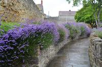 noch mehr Lavendel &ndash; &copy; Gina Egenolf (Eberhardt TRAVEL)