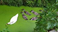 Cambridge &ndash; &copy; Marlies Thrum (Eberhardt TRAVEL)