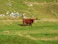 Highland-Safari &ndash; &copy; Konrad Füssel (Eberhardt TRAVEL)