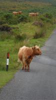 081 Dartmoor: Highland Cattle &ndash; &copy; Michael Krause (Eberhardt TRAVEL)