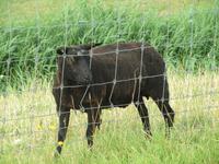 4. Radtag: Ein schwarzes Schaf &ndash; &copy; Martin Jentzsch (Eberhardt TRAVEL)