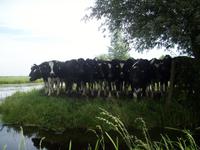holländische Kühe &ndash; &copy; Anne Hiecke (Eberhardt TRAVEL)