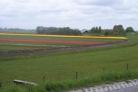 Tulpenfelder vor Alkmaar &ndash; &copy; Martin Jentzsch (Eberhardt TRAVEL)