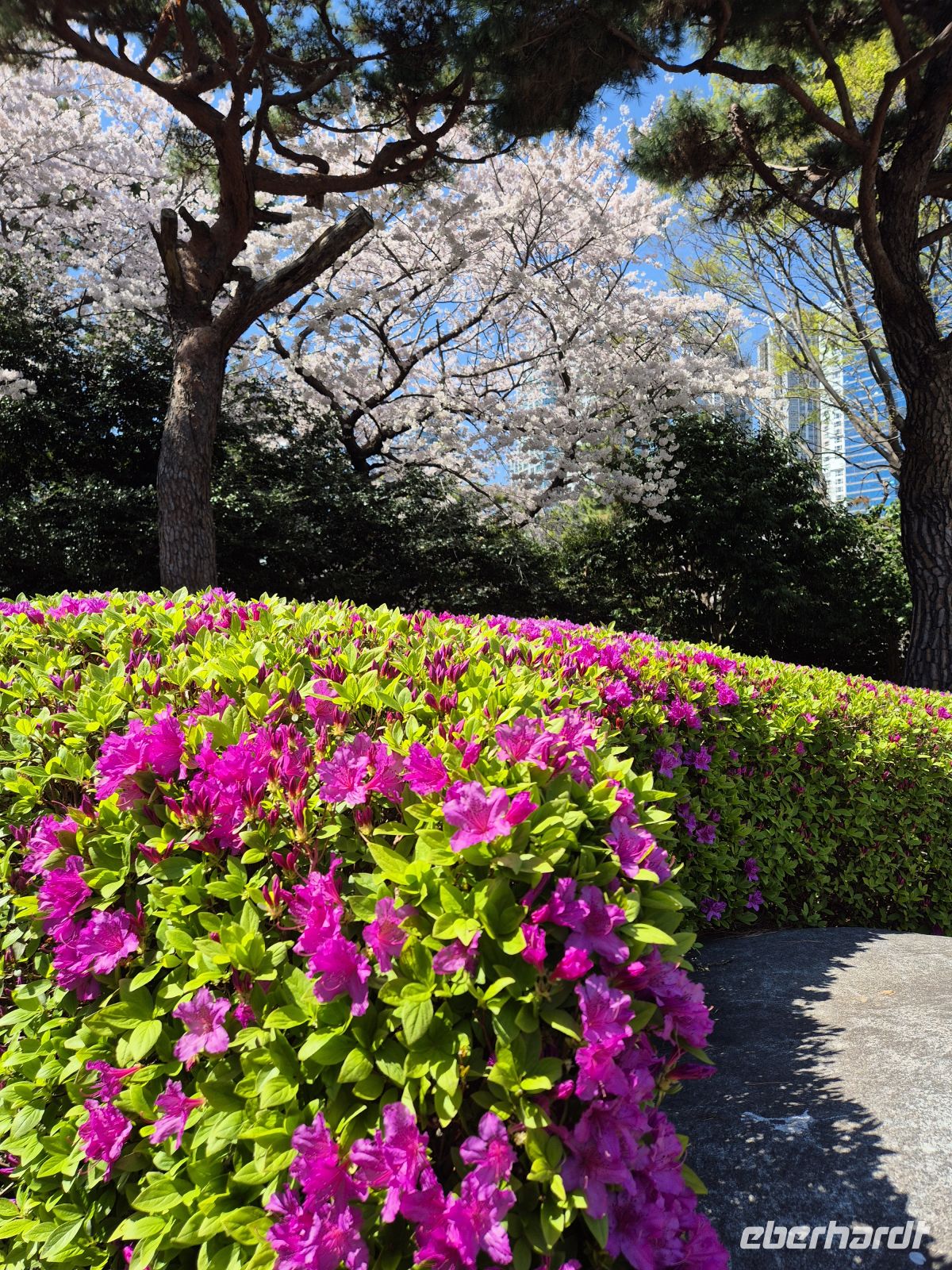 Kirsch- und Azaleenblüte in Busan &ndash; &copy; Frank Nimschowski (Eberhardt TRAVEL)