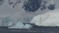 Fahrt durch die Wilhelmina Bay &ndash; &copy; Jacob Spangenberg (Eberhardt TRAVEL)